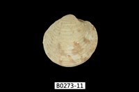 藏品(維納斯簾蛤)的圖片